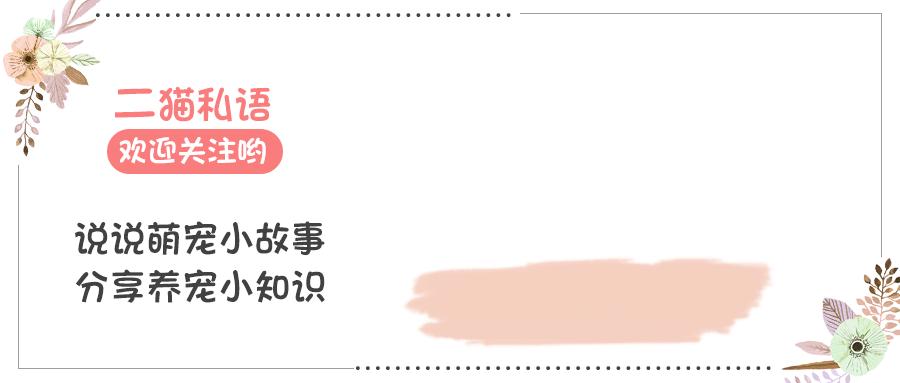 黑白猫比其他毛色的猫勇敢吗,黑白猫和燕尾猫有什么区别