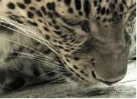 英国国酱是酱料中的生化*器武**