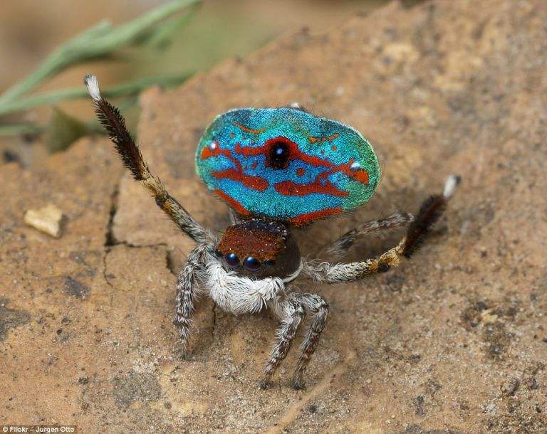 蜜蜂蜇蜜蜂会怎样,蜜蜂会蜇蜜蜂吗