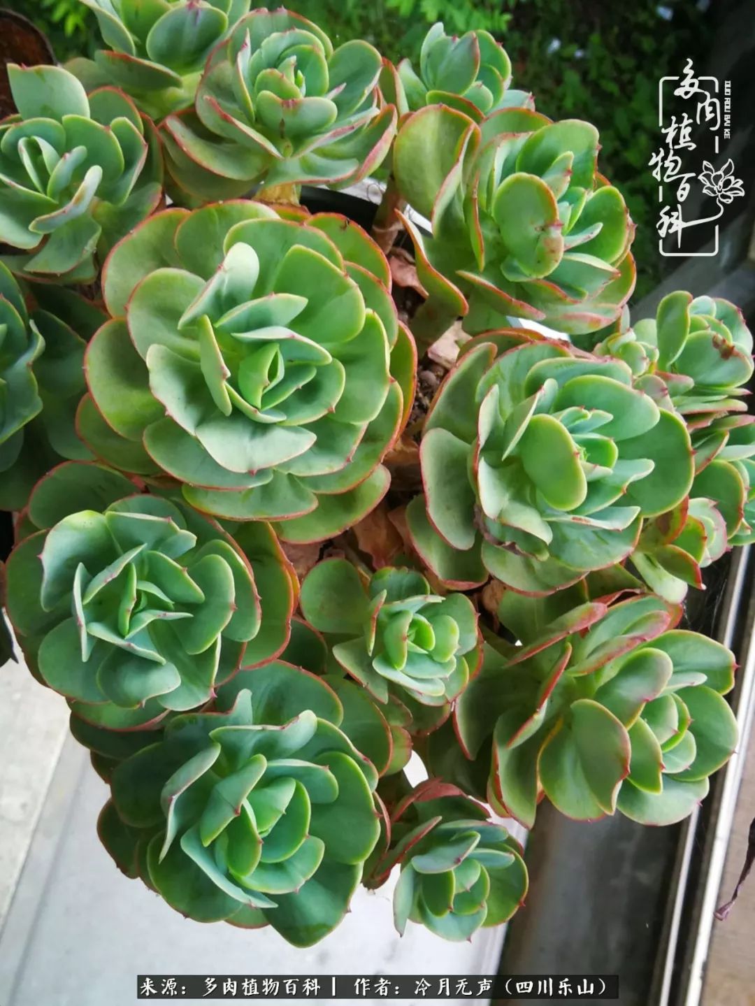 时光见证多肉故事,关于多肉的故事