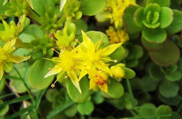 宝塔菜是什么样的植物,石板菜的生长习性