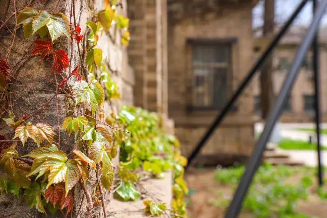 辽宁大学和鲁迅美术学院,辽宁省鲁迅美术学院是985吗