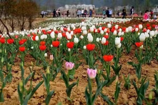 农村人创业种植什么最赚钱,农村养殖种植与三农创业致富项目