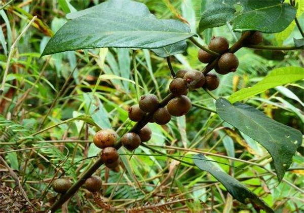 五指毛桃的栽培与经济效益怎么样,五指毛桃快速繁殖高产栽培技术