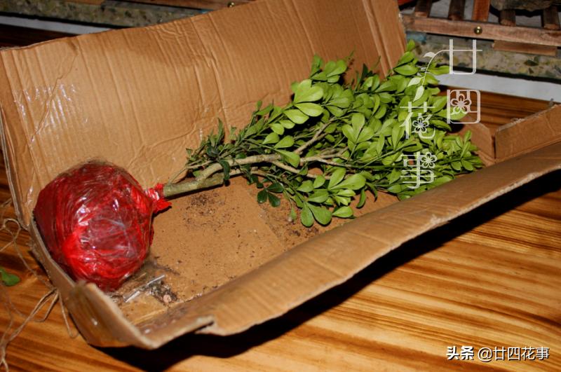 养了十来年的米兰花,养了十年的米兰枝繁叶茂