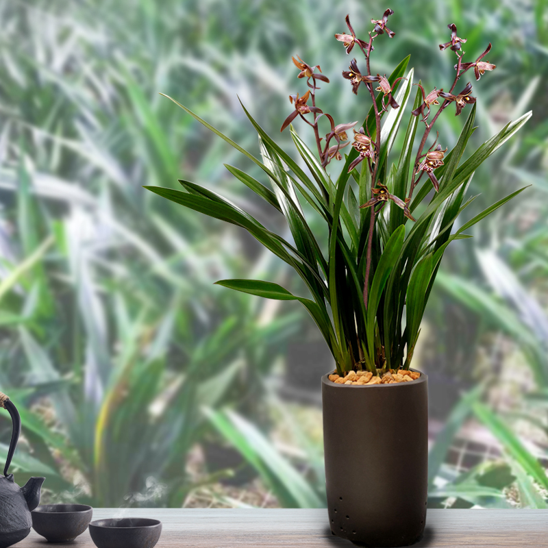 5种花不吉利再喜欢也别养在室内,5种花常年开花易爆盆