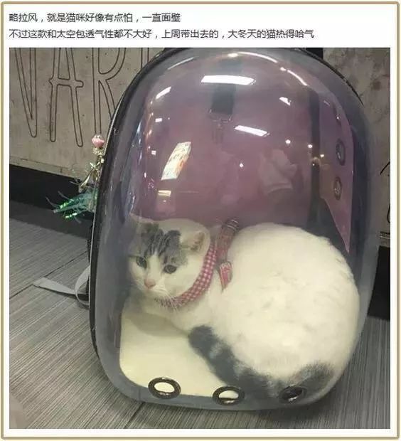 猫咪中暑四大症状预防中暑小妙招,夏天热怎么防止猫咪中暑
