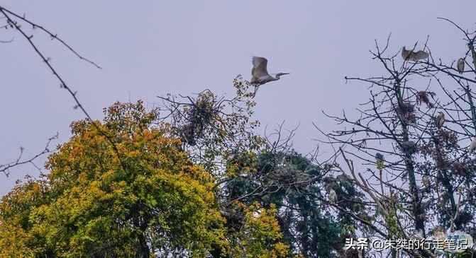 江南最大湿地风景区,不是西溪湿地,荣获中国最美湿地却少有人知