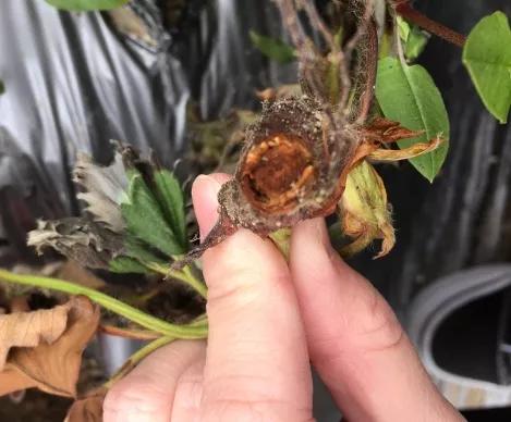 草莓炭疽病与根腐病是什么引起的,安徽草莓炭疽病零星发病怎么办