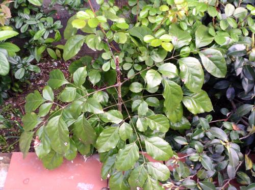 幸福树叶有黑色斑点怎么治理,幸福树叶片有斑点黄了怎么补救