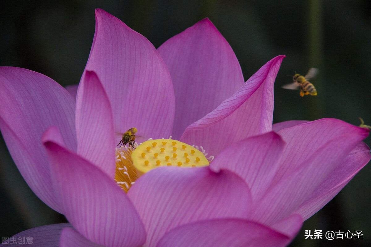 看一眼就交好运的莲花镜（三）：莫测的路