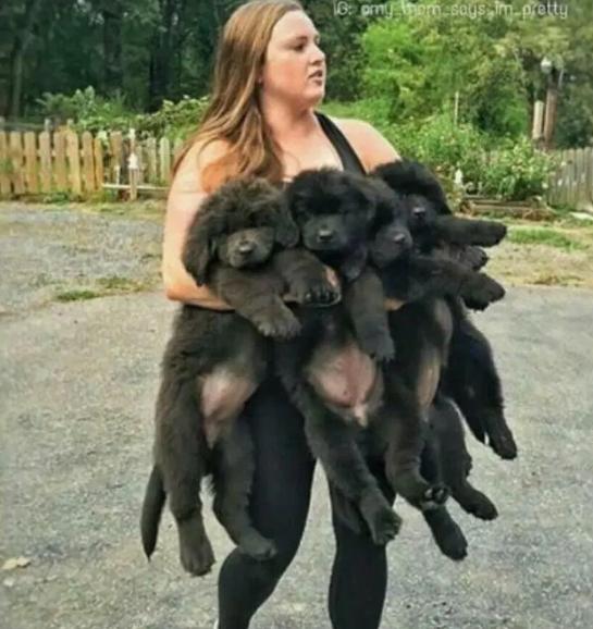 国外狗妈妈，养了9只暖心纽芬兰犬，这样的生活太“疯狂”