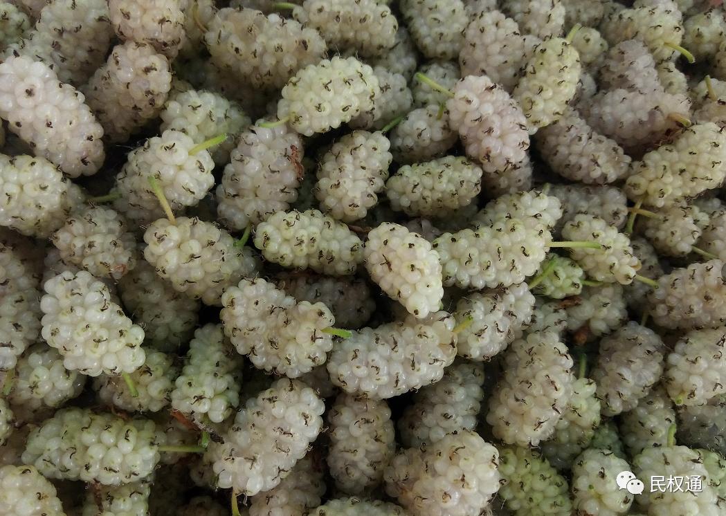 这种白果，民权90/%以上的朋友没吃过，不信？打赌