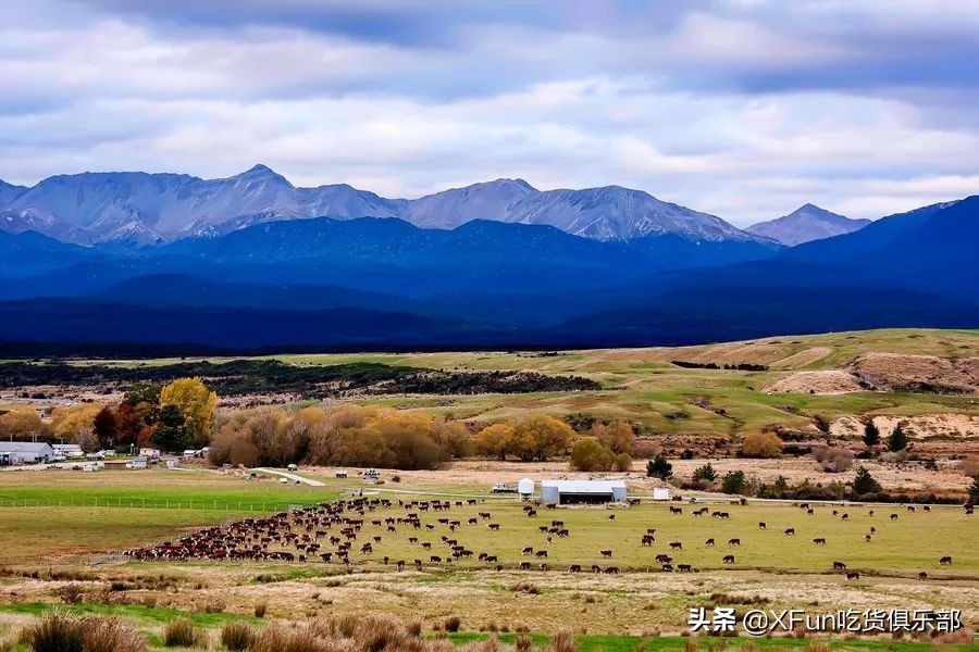 蓝山咖啡难道真的好喝吗,正宗的蓝山咖啡喝起来是什么样的