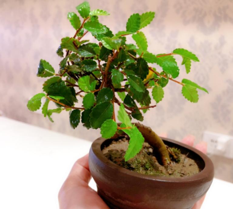 修剪的基本方法有什么,修剪技巧