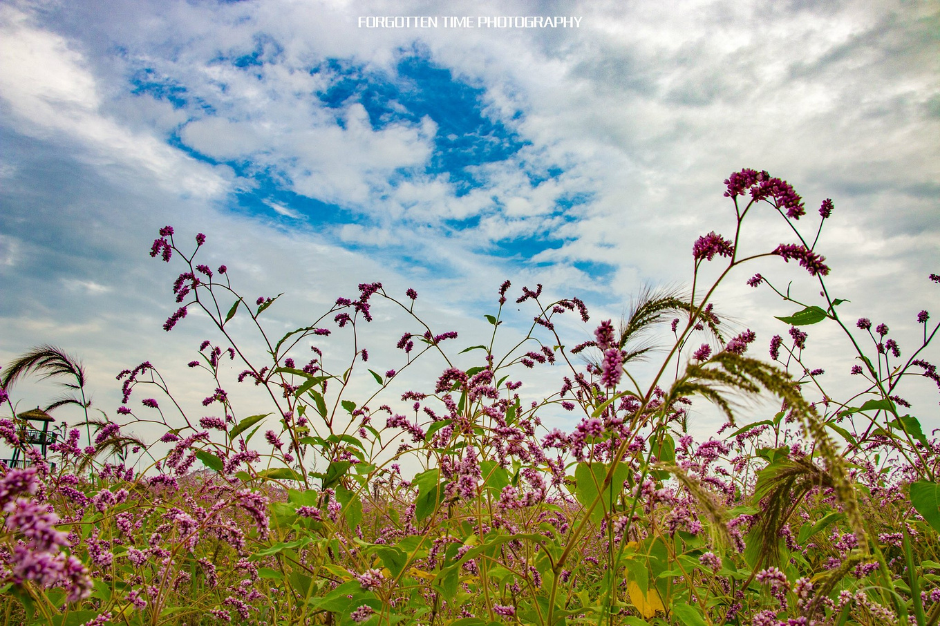 呼兰河口湿地有什么好玩的吗,哈尔滨呼兰河湿地美景