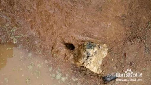 黄鳝首选位置,黄鳝地笼一般放在什么位置