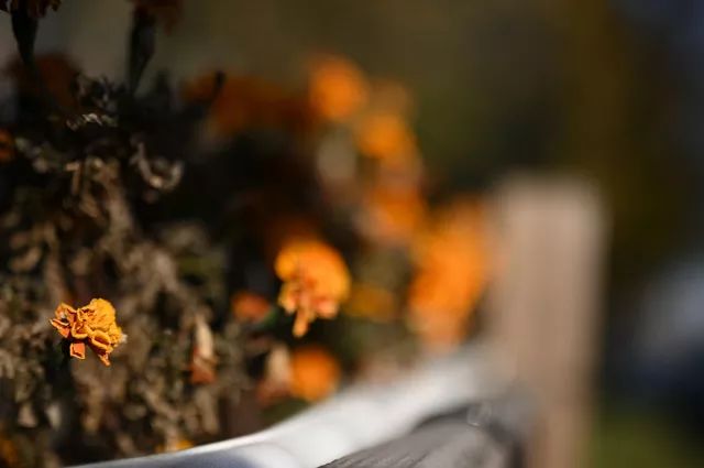 尼康z50最大光圈,尼康z501.8深度评测