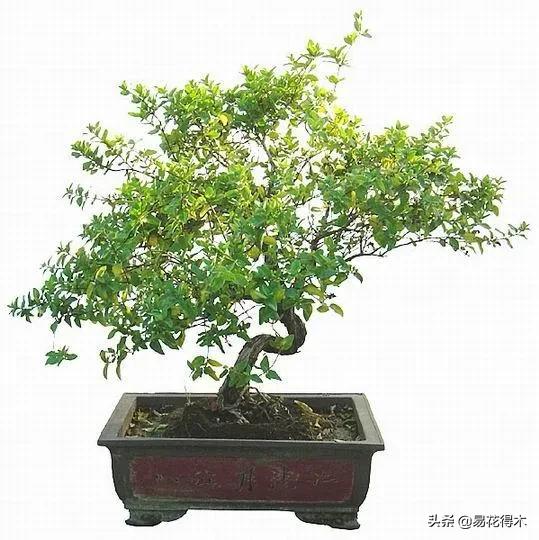 金银花黄叶子有黑斑是怎么回事,金银花现在发黄是啥原因