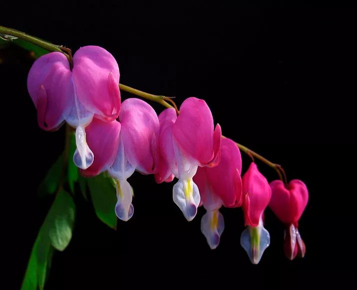 藏头藏尾诗100首,藏头藏尾的诗