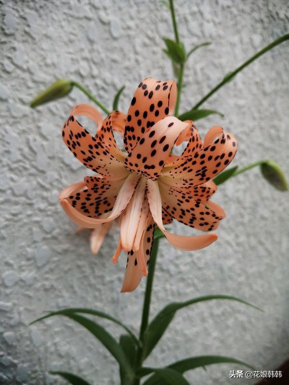 高温百合花消苞怎么办,百合花苞都黄了怎么回事