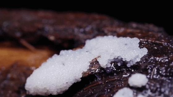 她让20万人爱上一种菌：像西米露，又似咸蛋黄，网友直呼太神奇