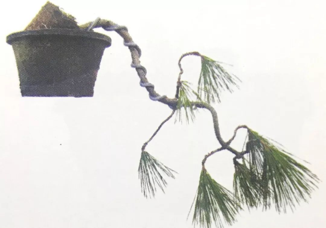 黑松压弯造型制作,黑松盆景整形时间