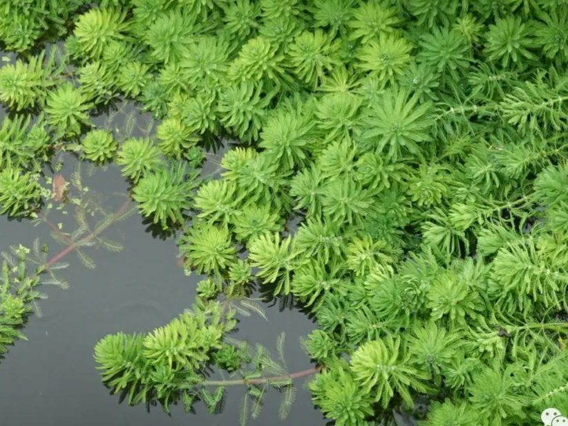 高中必背英语单词3500记不住补救,英语单词3500记忆方法