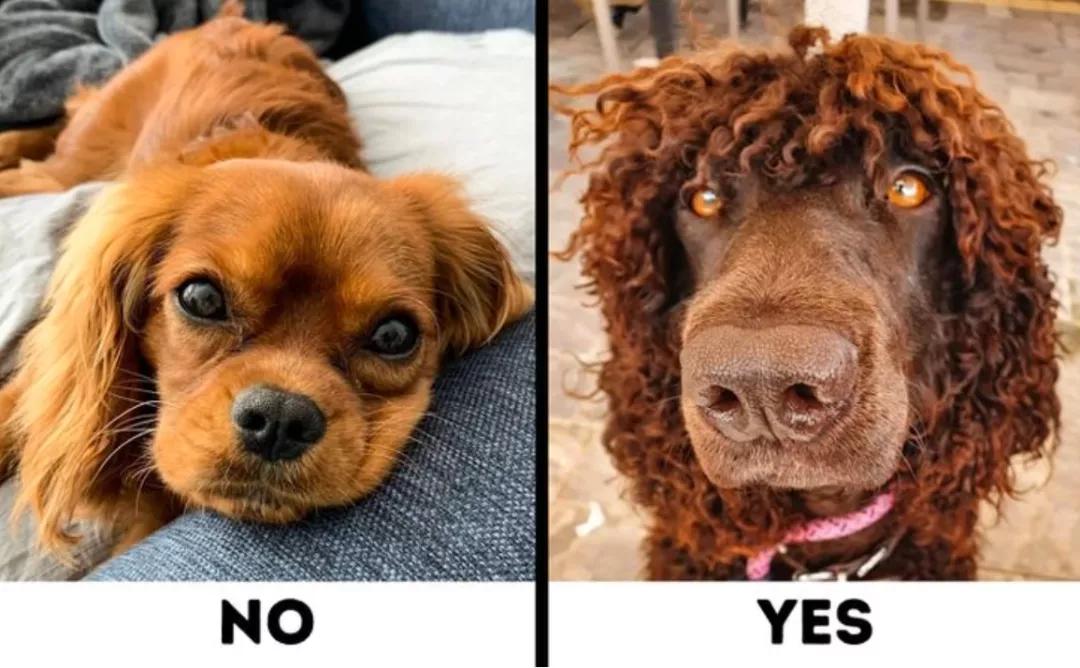 最好养不掉毛的狗狗,适合家养的狗狗推荐不掉毛