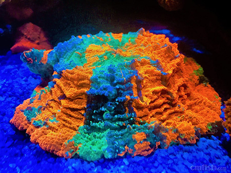 养鱼英文缩写,海水养鱼用品