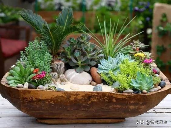 多肉植物的养花心得,多肉植物怎样养新手入门篇