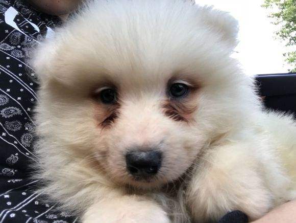 猫狗不能吃的条例,猫狗不能吃盐的骗局