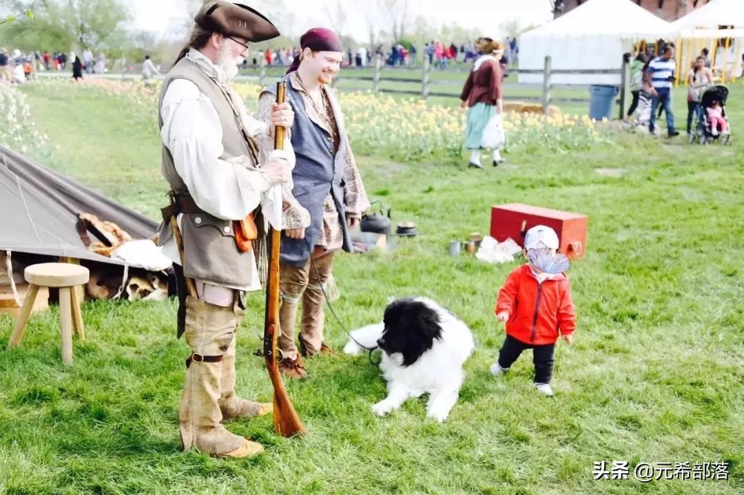 荷兰小镇郁金香盛开,荷兰小镇郁金香花海