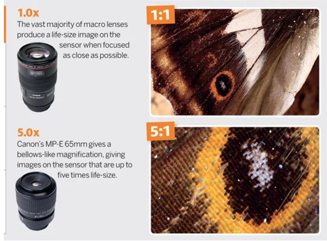 100mm微距一代和二代,90mm更好用的微距