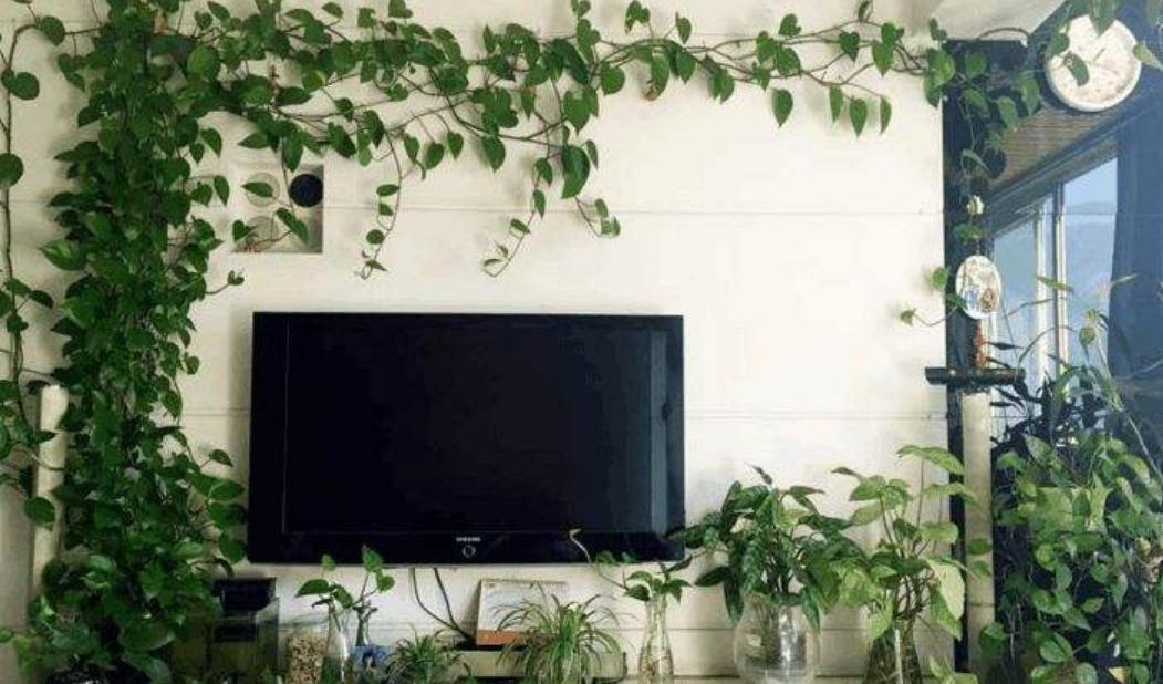 你家的绿萝都是往墙上爬的吗,什么绿萝都能爬墙