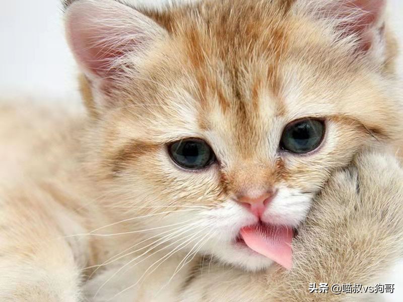 绝育时如何准确找到猫咪子宫,猫咪绝育后怎么防止乱尿