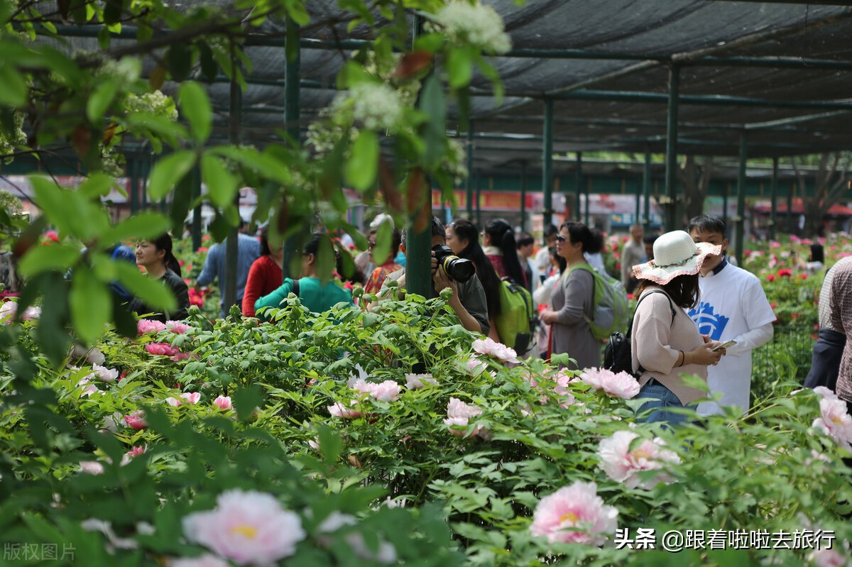 国色天香洛阳牡丹基地,牡丹国色天香品种介绍