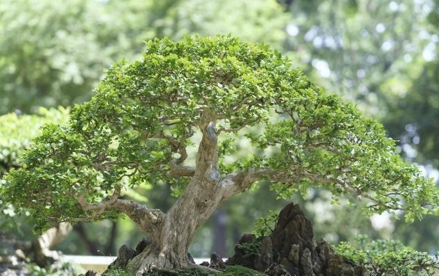 榕树移栽发芽慢,榕树养殖温度