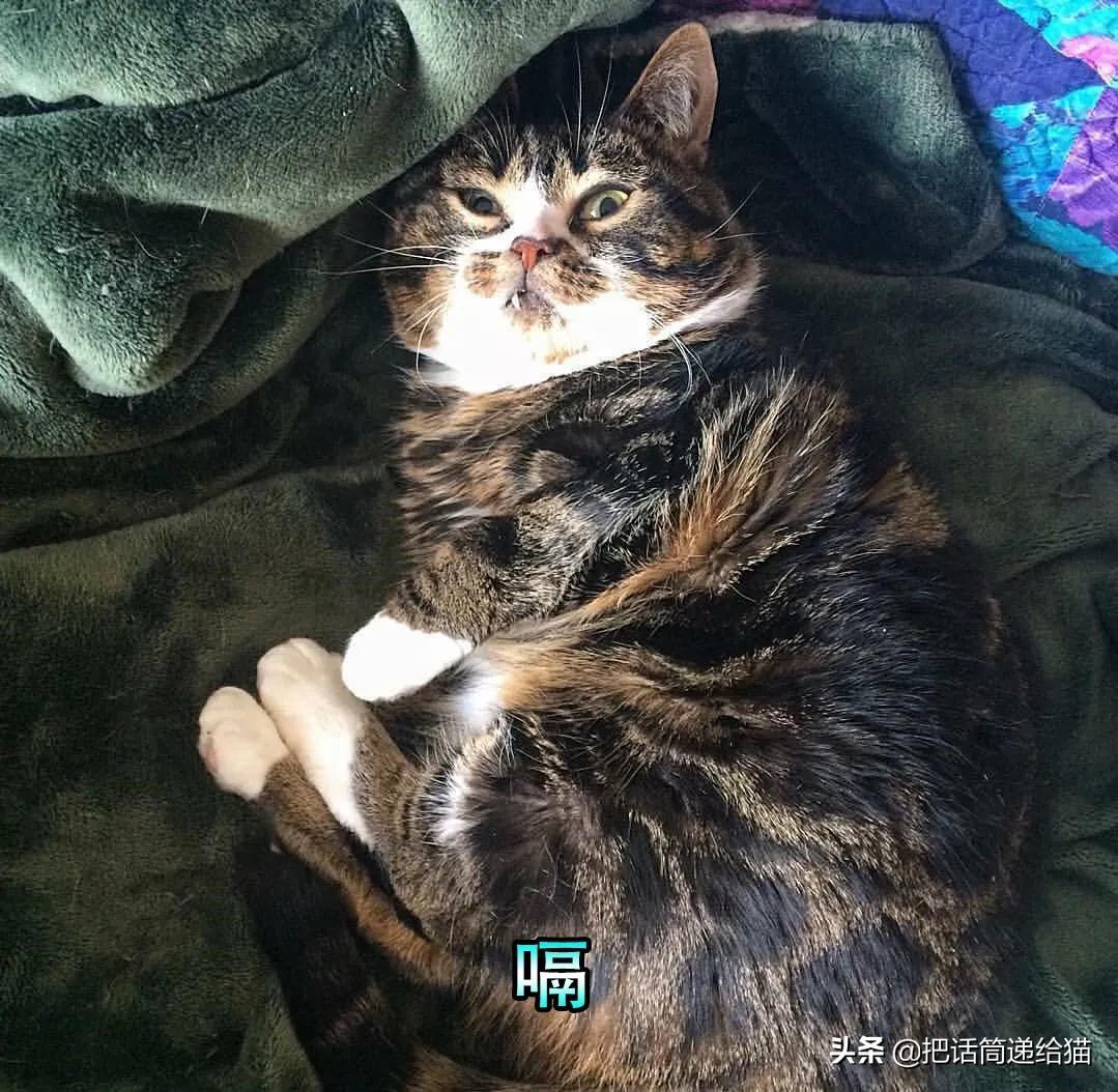 猫兄妹可爱视频,矮脚猫兄妹