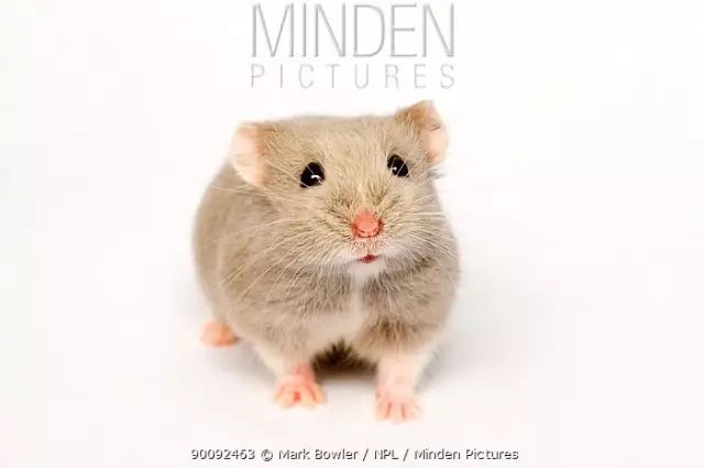 养仓鼠怎么给仓鼠洗澡,仓鼠浴室里仓鼠是怎么洗澡的