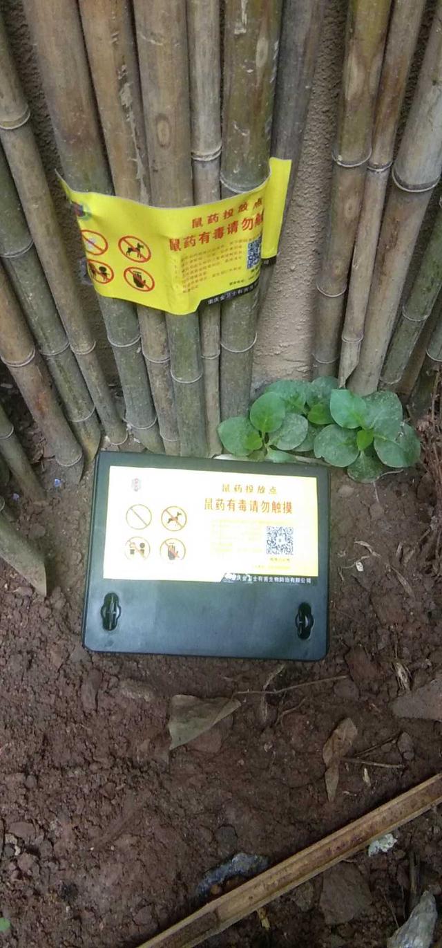 贵阳市靠谱正规杀虫灭鼠公司,重庆专业灭鼠灭蟑螂杀虫