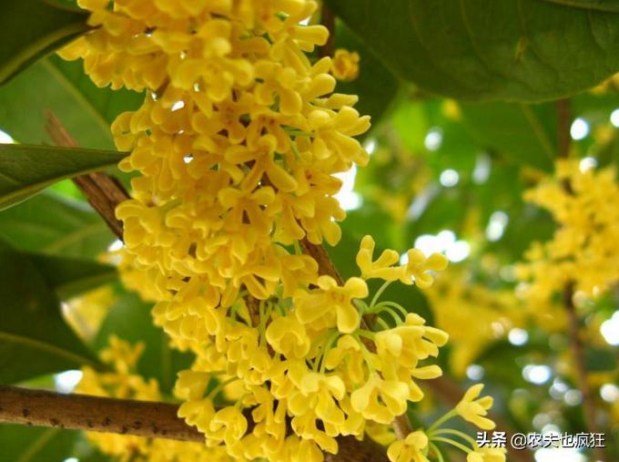 桂花品种中哪一种桂花最香,桂花有几种哪种最好