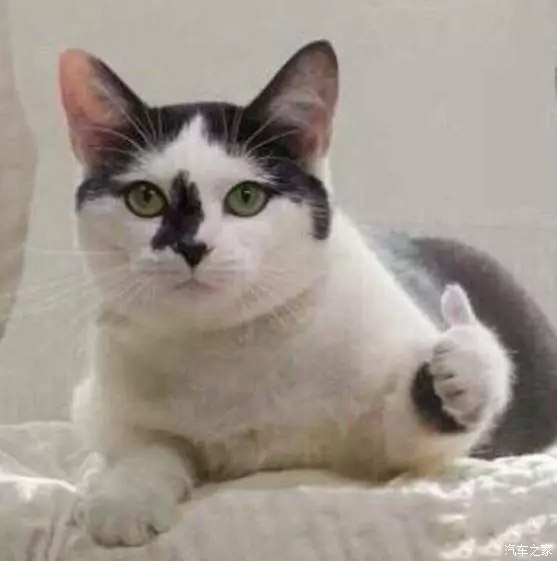 开车抽烟有烟味怎么办,开车抽烟怎么才能不掉灰