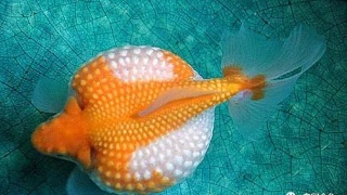 文种龙种蛋种金鱼主要特征,文种金鱼和蛋种金鱼的区别