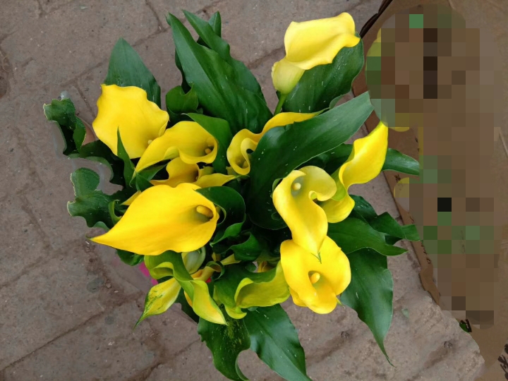 马蹄莲是一年四季都生长吗,如何让马蹄莲一年四季都活着