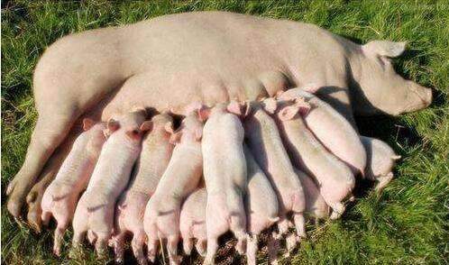 怎么确认*猪种**妊娠,预产期推算及分娩接产技术!