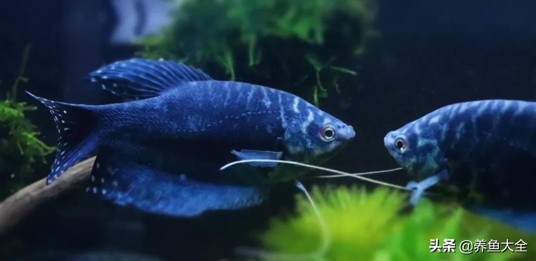 增氧泵能养观赏鱼吗,观赏鱼没有增氧泵可以活多久