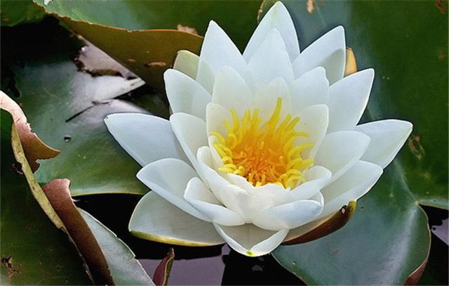 睡莲的叶子是红色是什么品种,用很小的盆就能养的睡莲品种