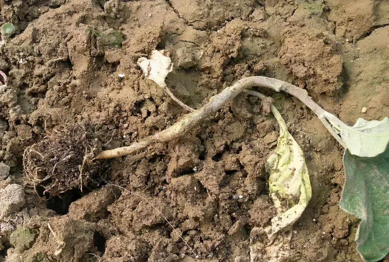 茄子长在树上腐烂了是什么毛病,茄子秧苗根腐病怎么治