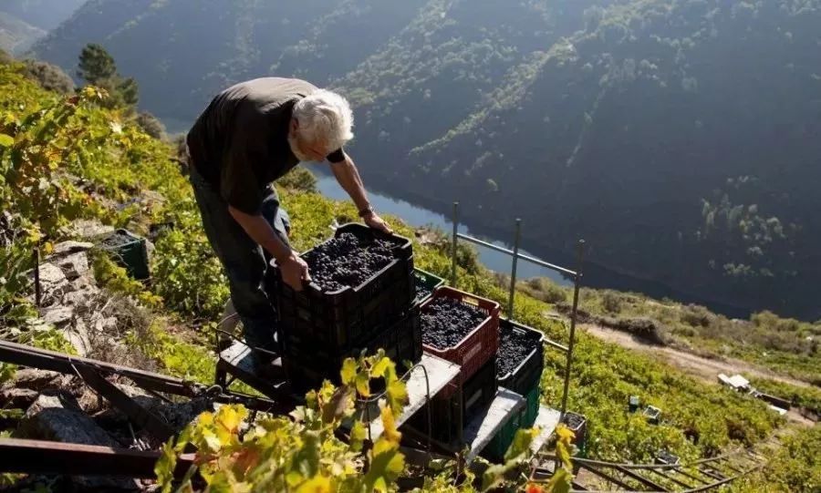 红葡萄酒酿造的一般工艺流程,红葡萄酒一般酿造流程
